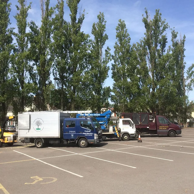 Our team out to provide tree surgery services