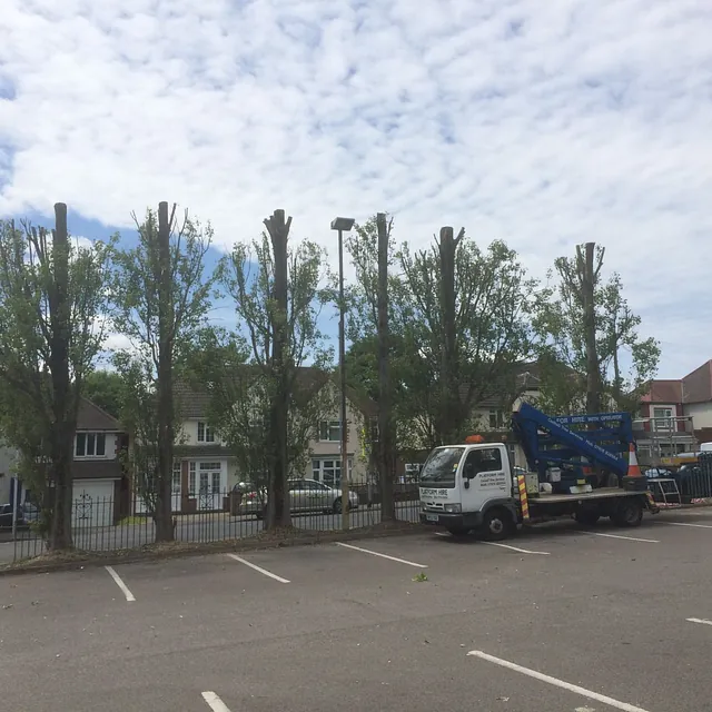 Branch thinning