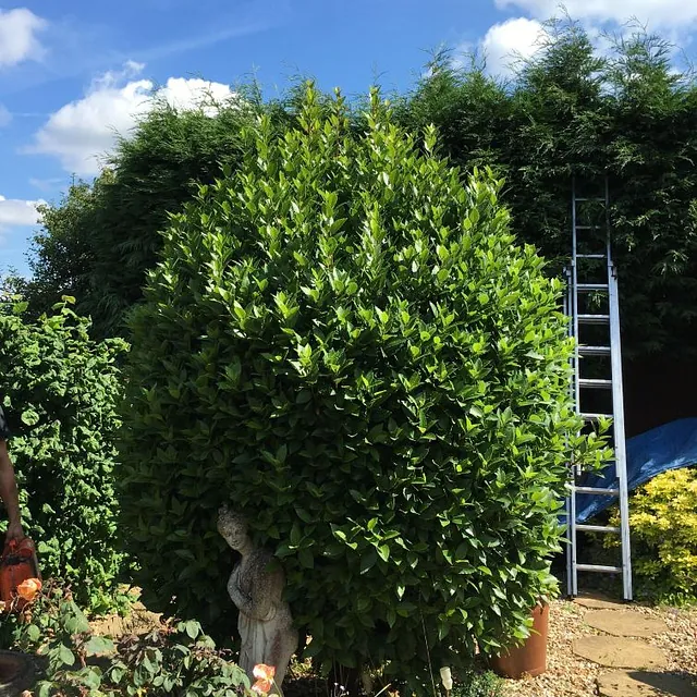 Before hedge shaping