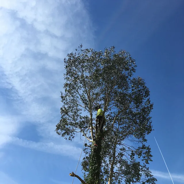 Crown reduction